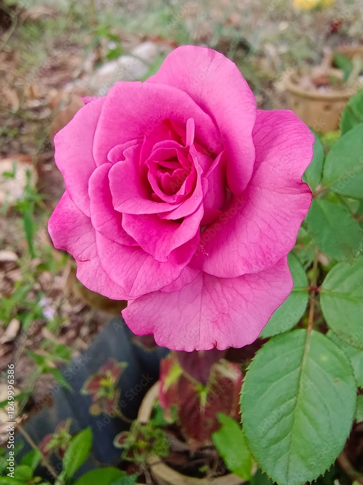 A pink rose in full bloom in the garden A pink rose in full bloom in the garden