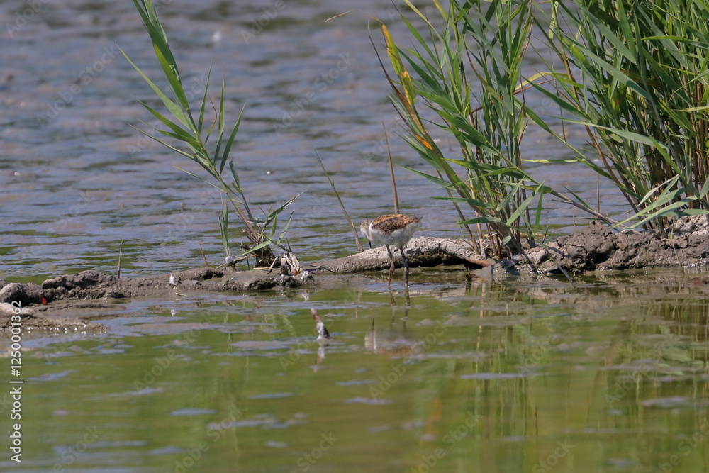 sandpiper sandpiper