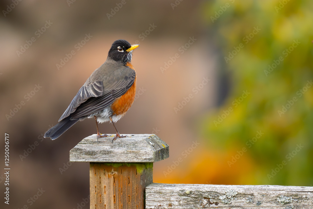 Coy American Robin Looks Over His Shoulder Coy American Robin Looks Over His Shoulder