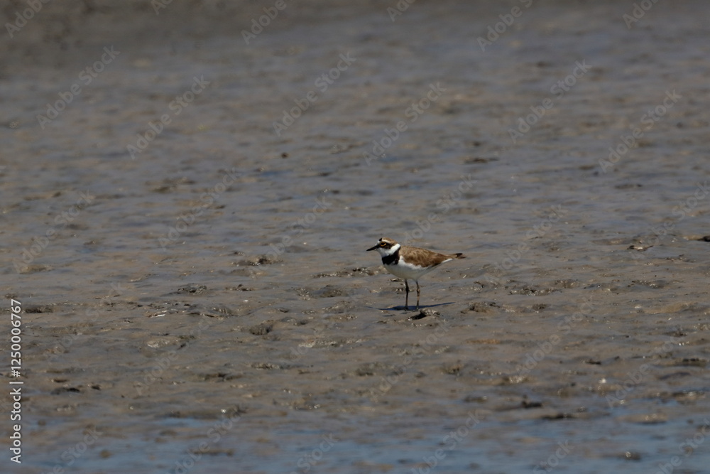 plover