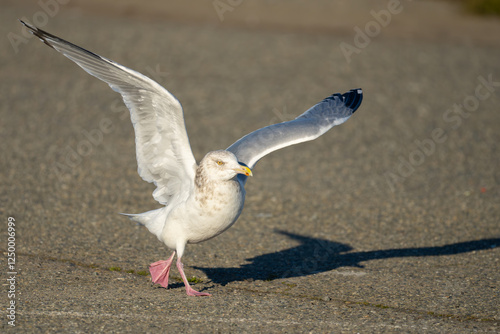 American Herring Gull in a Running Take-Off photo