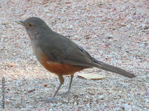 robin on the fence