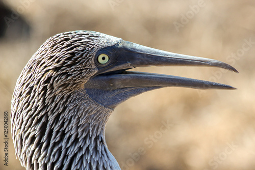 Primer plano de un piquero de patas azules, una de las especies de aves más emblemáticas de las Islas Galápagos, Ecuador. photo