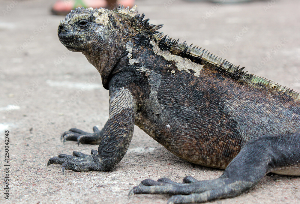 Iguana marina reposando sobre el hormigón en la Estación Científica Charles Darwin, isla Santa Cruz, Galápagos, Ecuador. Iguana marina reposando sobre el hormigón en la Estación Científica Charles Darwin, isla Santa Cruz, Galápagos, Ecuador.