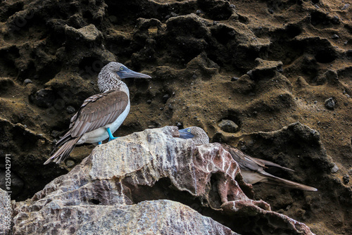 Dos piqueros de patas azules reposando sobre una roca, en las Islas Galápagos, Ecuador. photo