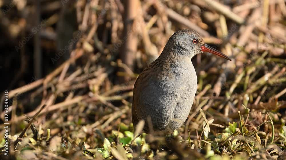 The Closeup of Water Rail Bird in Morning The Closeup of Water Rail Bird in Morning
