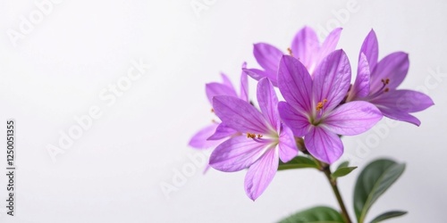Delicate Purple Blooms on a Simple Stem Against a Soft White Background