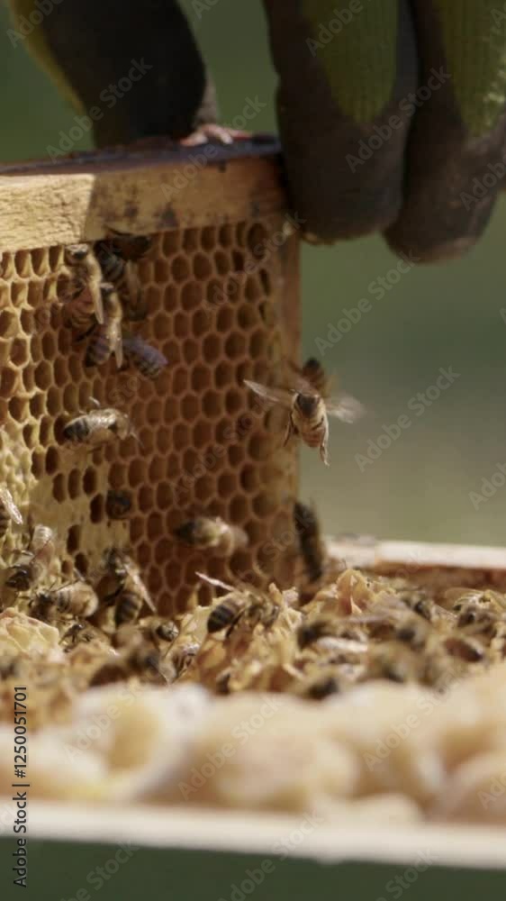 bees in the beehive bees in the beehive