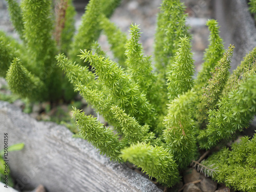 close up of asparagus fern placed in a pot