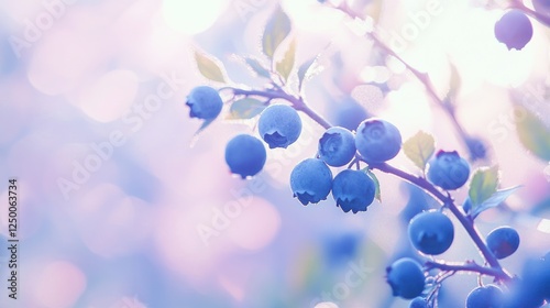 Sunlit Blueberry Branch, Orchard, Summer, Harvest, Food, Background Blur, Website Banner