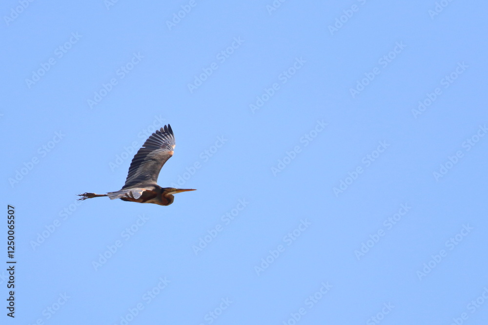 Obraz premium purple heron