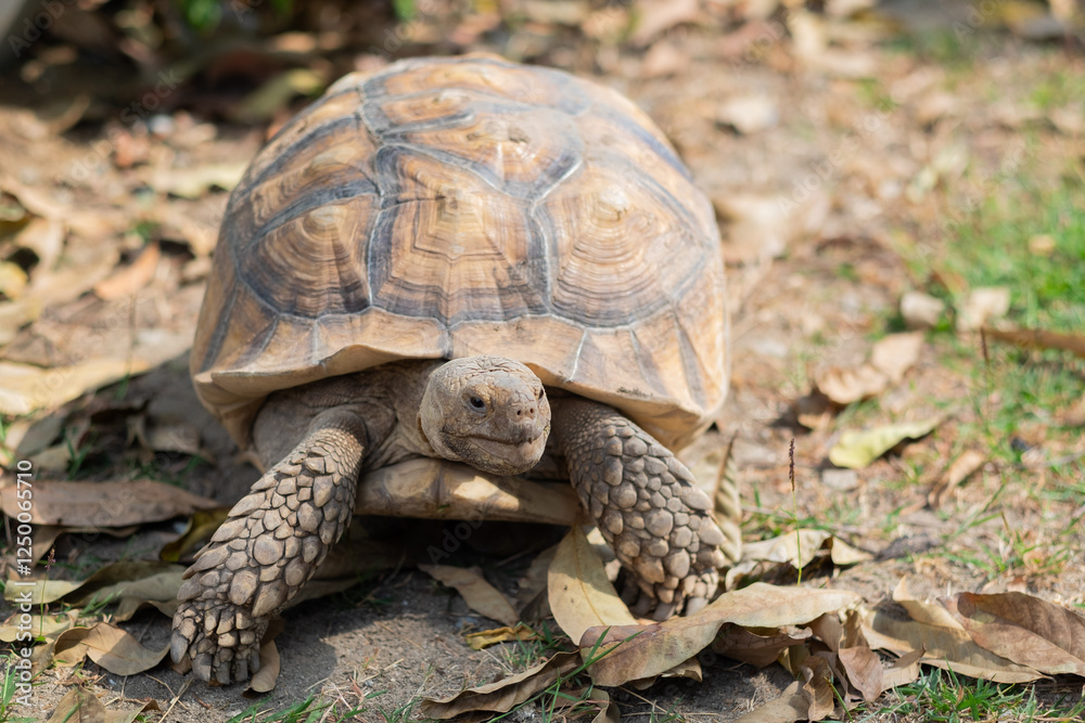 Sucata tortoise on the ground, closeup, animal Sucata tortoise on the ground, closeup, animal