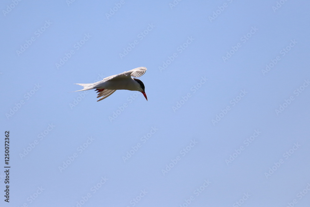 Obraz premium common tern