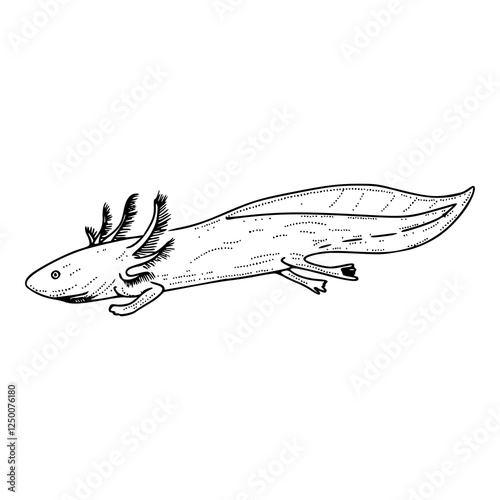 axolotl outline vector illustration
