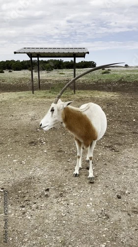 A scimitar horned oryx with long curved horns stands in a dry open habitat with a shelter in the background concept of wildlife conservation endangered species nature