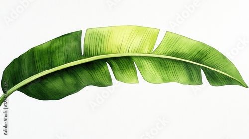 Detailed illustration of a large green banana leaf against a plain white background, showcasing its texture