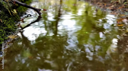 森の中で水たまりに落ちる水滴。映像素材。
