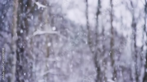 雪が降る風景。映像素材。
