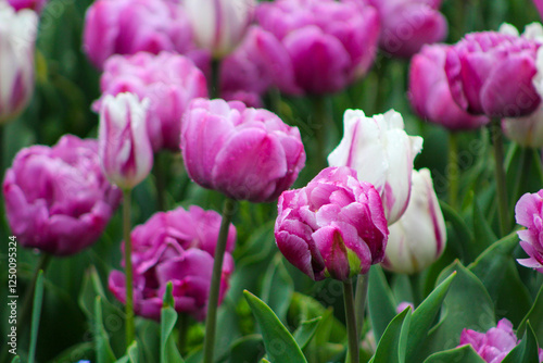 Pink and white tulips blooming in a vibrant garden during spring