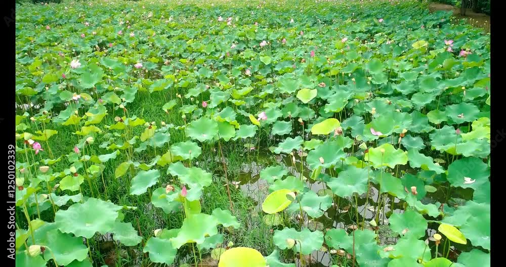Stunning aerial view of vibrant lotus flowers flourishing in a serene pond after rain Stunning aerial view of vibrant lotus flowers flourishing in a serene pond after rain