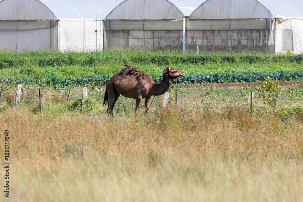Fototapeta premium Photograph of a camel standing in a lush green pasture with birds perched on its back in regional Australia. The scene captures the harmony between the animals and their surroundings.