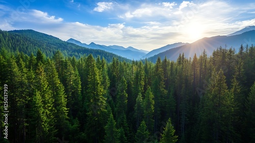Serene Aerial View of Lush Green Pine Forests Under Bright Blue Sky and Soft White Clouds : Generative AI