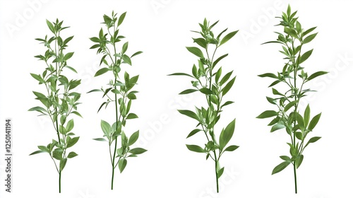 Wallpaper Mural Various fresh herbs branches on isolated white background Torontodigital.ca
