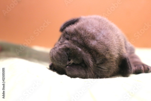 new born french bulldog Puppie 