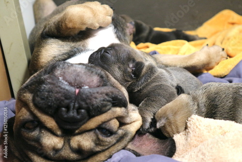 new born french bulldog Puppie 