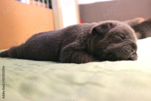new born french bulldog Puppie 