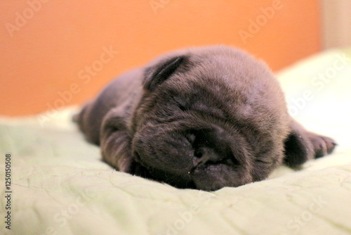 new born french bulldog Puppie 