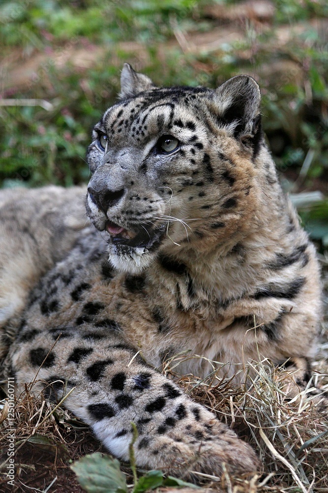 Naklejka premium 横向きの見上げるユキヒョウのポートレート