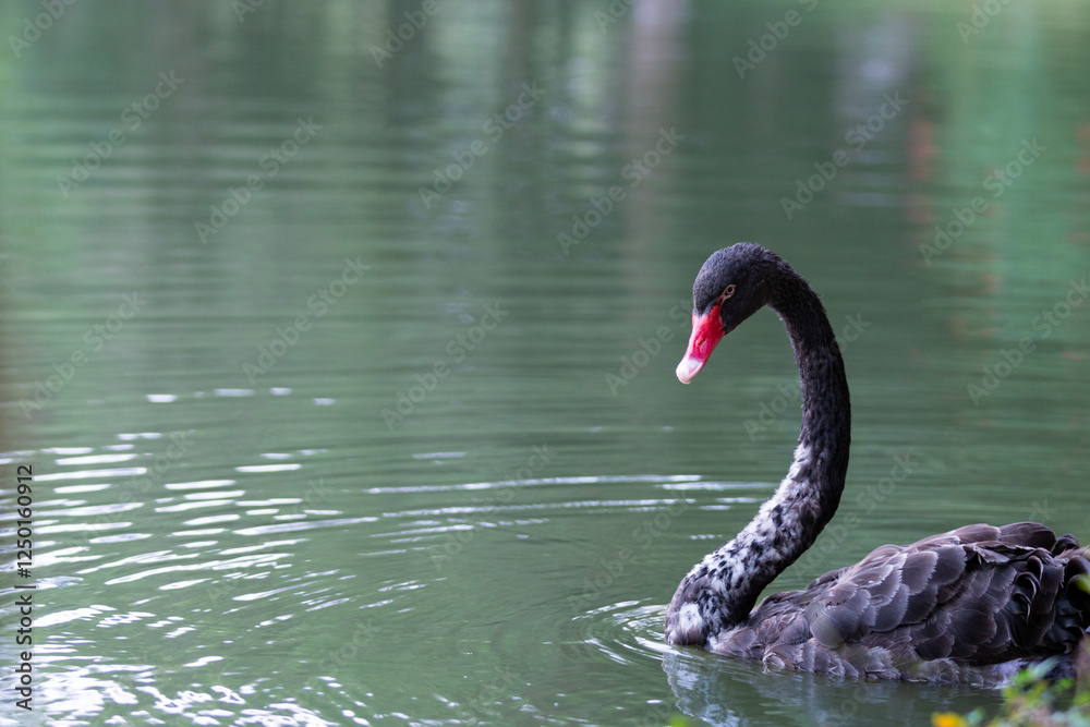 Obraz premium black swan on the lake 