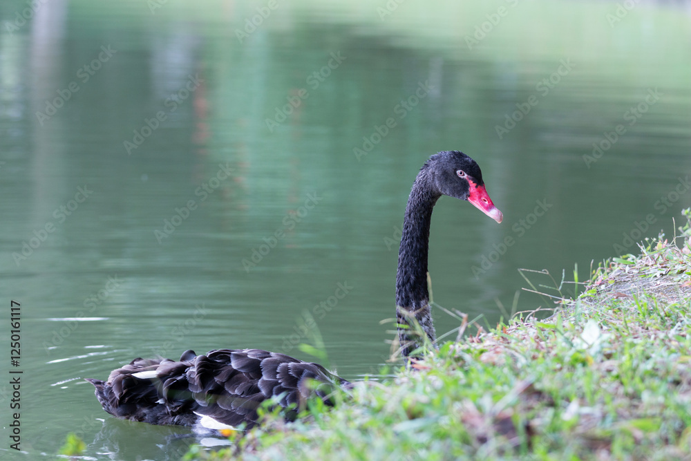 black swan on the lake 