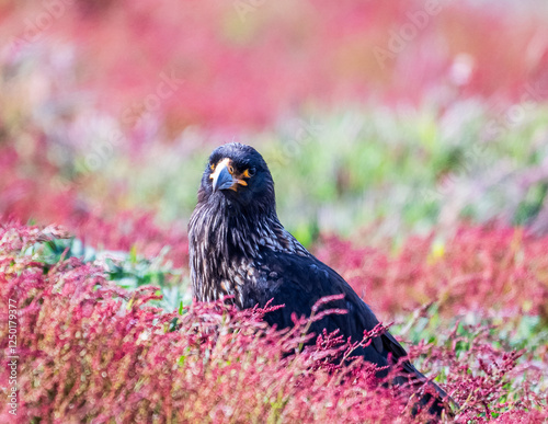 caracara in new island falklands  photo