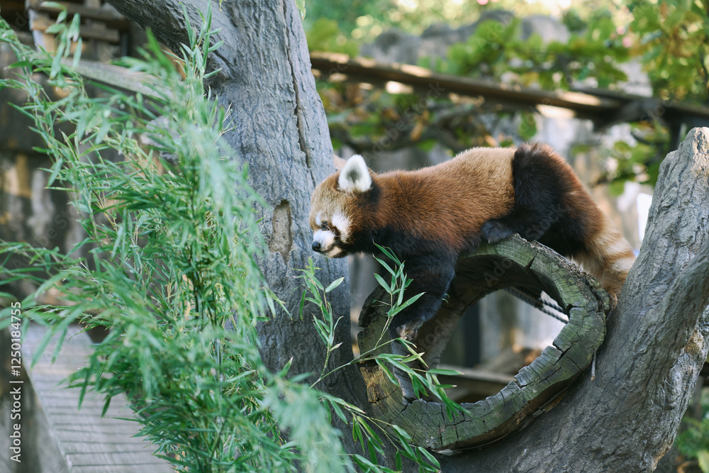 Fototapeta premium Red Panda in Yokohama Zoo Amid Lush Greenery
