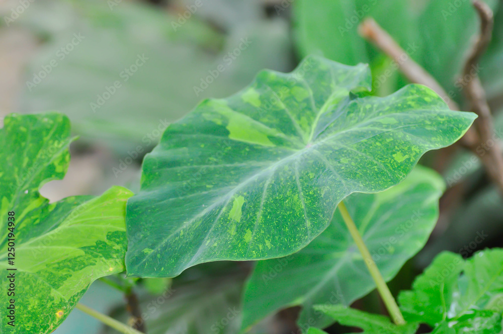 Colocasia esculenta midori sour, Colocasia ,midori sour or Colocasia plant Colocasia esculenta midori sour, Colocasia ,midori sour or Colocasia plant