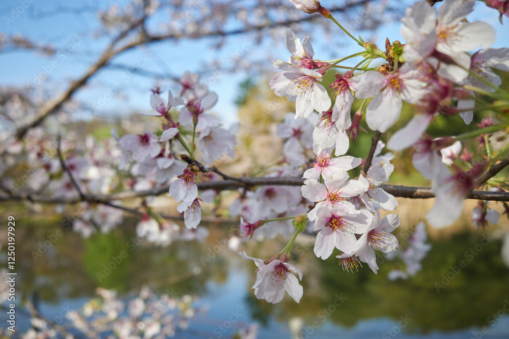 Cherry Blossom Branches Reflecting Spring's Beauty, Japan Cherry Blossom Branches Reflecting Spring's Beauty, Japan