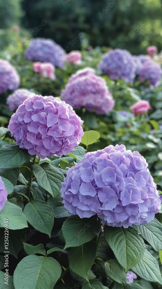 Clusters Of Purple Hydrangeas In Bloom Clusters Of Purple Hydrangeas In Bloom