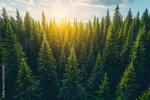 Dense Pine Forest At Sunset