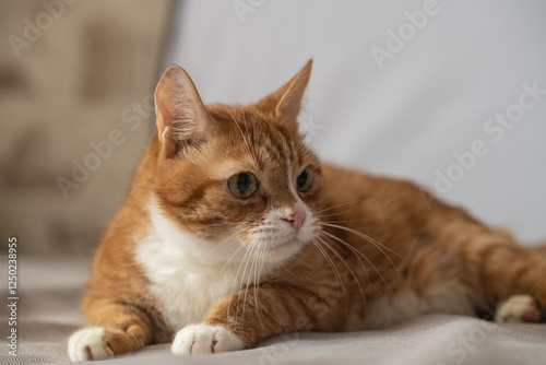 Wallpaper Mural Portrait of a young handsome mongrel cat. Torontodigital.ca