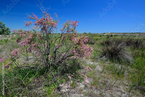 blühende Tamariske an der Schwarzmeerküste im Donaudelta - Rumänien // Tamarisk on the Black Sea coast in the Danube Delta - Romania photo