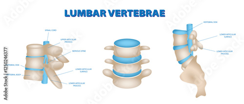 Set illustration of anatomy of lumbar vertebrae, including vertebral body, vertebral disk, spinal cord, upper and lower articular processes, and related structures. This educational image is useful