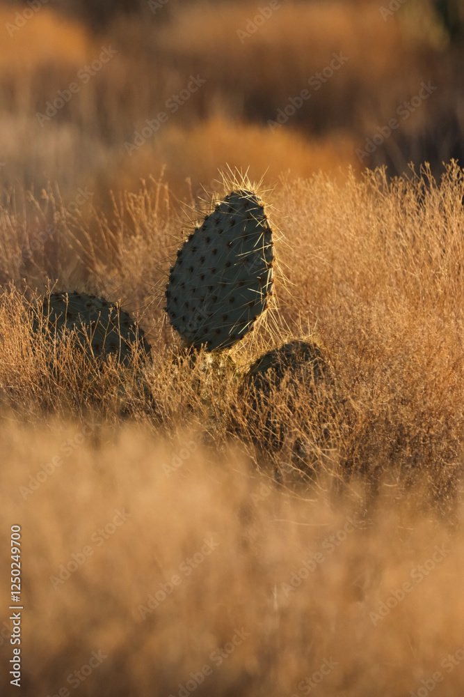 Obraz premium Prickly pesr cactus glowing in golden hour light at sunset