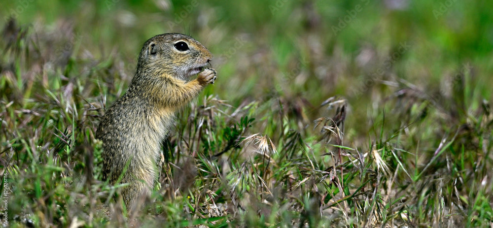 Europäischer Ziesel // European ground squirrel (Spermophilus citellus) - Donaudelta, Rumänien