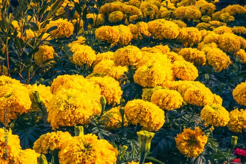 Marigold, a yellow flower that symbolizes happiness and prosperity, according to the Thai word. Marigold, a flower for activities in auspicious occasions, Buddhist religious events.