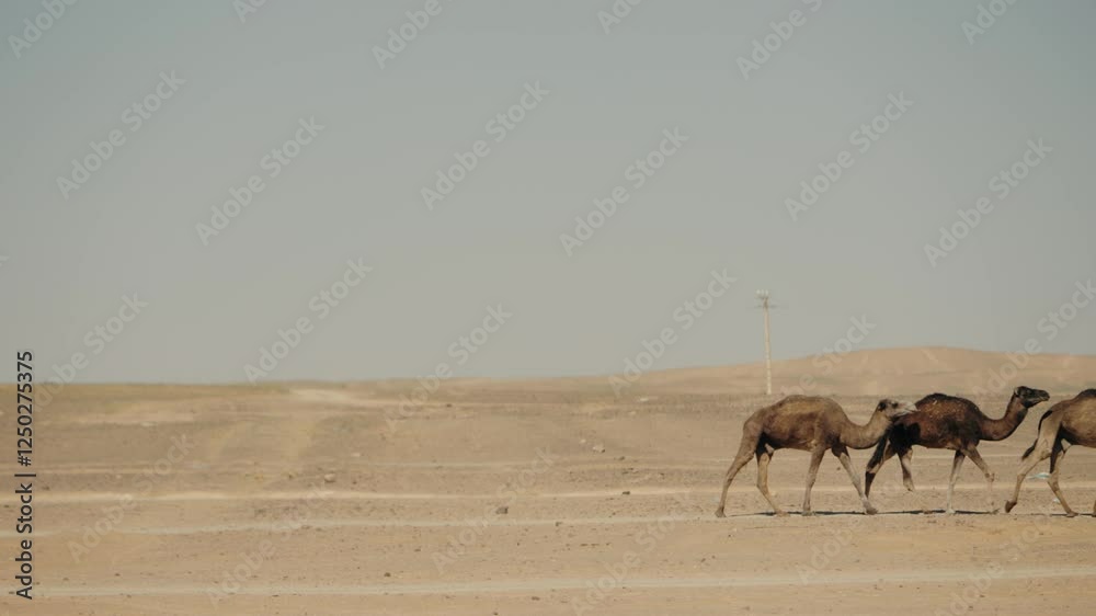 Camels walking through the Moroccan desert on a hot summer day. The camels create a peaceful caravan through the vast desert landscape. This video captures the essence of desert life and wildlife. Camels walking through the Moroccan desert on a hot summer day. The camels create a peaceful caravan through the vast desert landscape. This video captures the essence of desert life and wildlife.