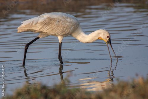 Eurasian Spoonbill foraging in shallow water at Little Rann of Kutch photo