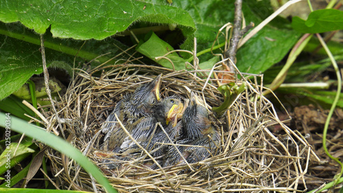 The Southern Urals, Warbler (Acrocephalus palustris) chicks in the nest. photo