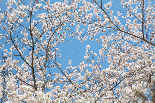 青空を背景に満開の桜
